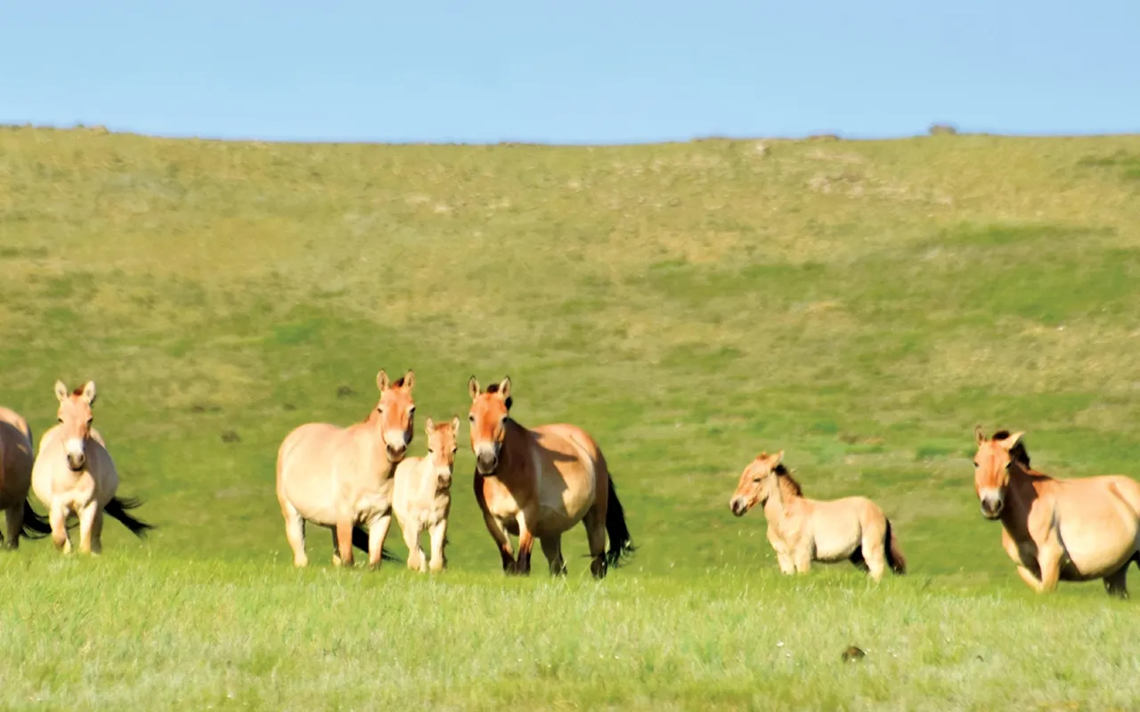 Nature & wildlife | Premium Travel Mongolia