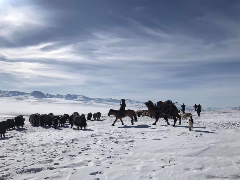 Spring migration in Mongolia