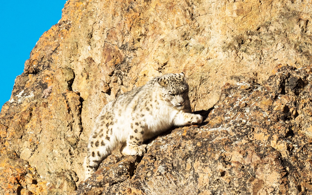 "Graceful and powerful, the snow leopard rules the mountains with elegance." Photo by Uugaa. B | Premium Travel Mongolia