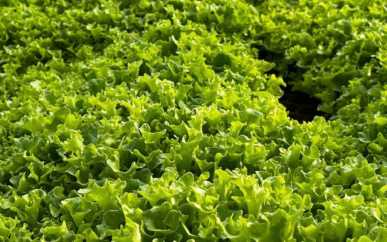 Organic farm Mongolia | Premium Travel Mongolia